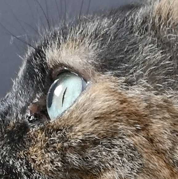 π¦Meet me... FRENCH OR ENGLISH - Picture 2 of 4